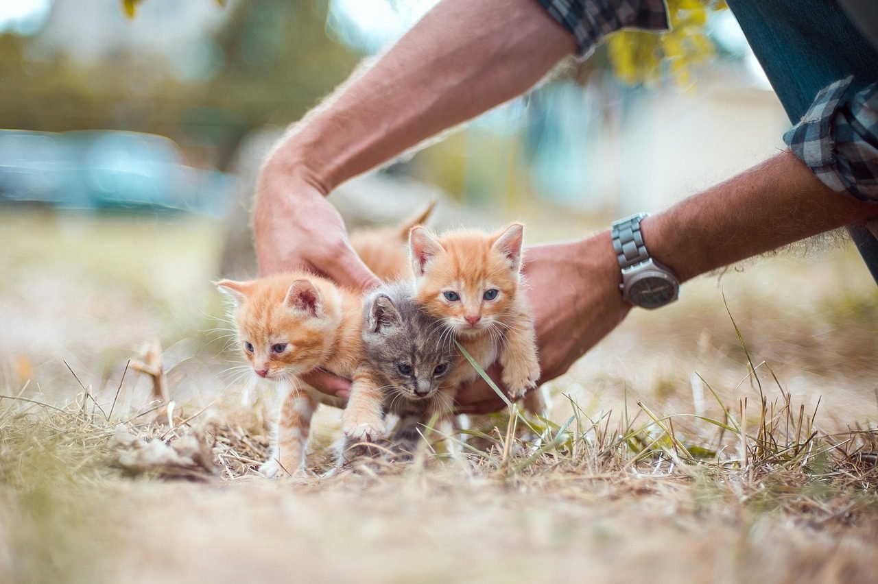Why Is So Important to Spay or Neuter Your Pet?