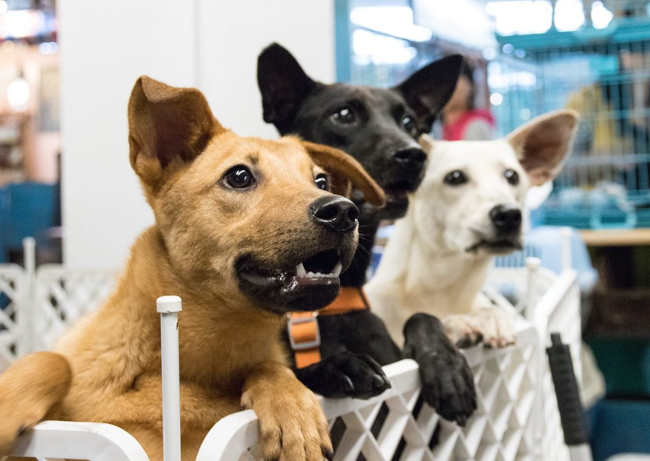 Don’t Shop, ADOPT