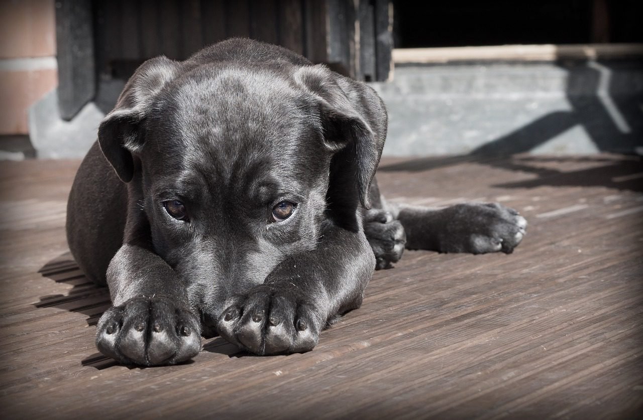 Why Sponsor an Animal