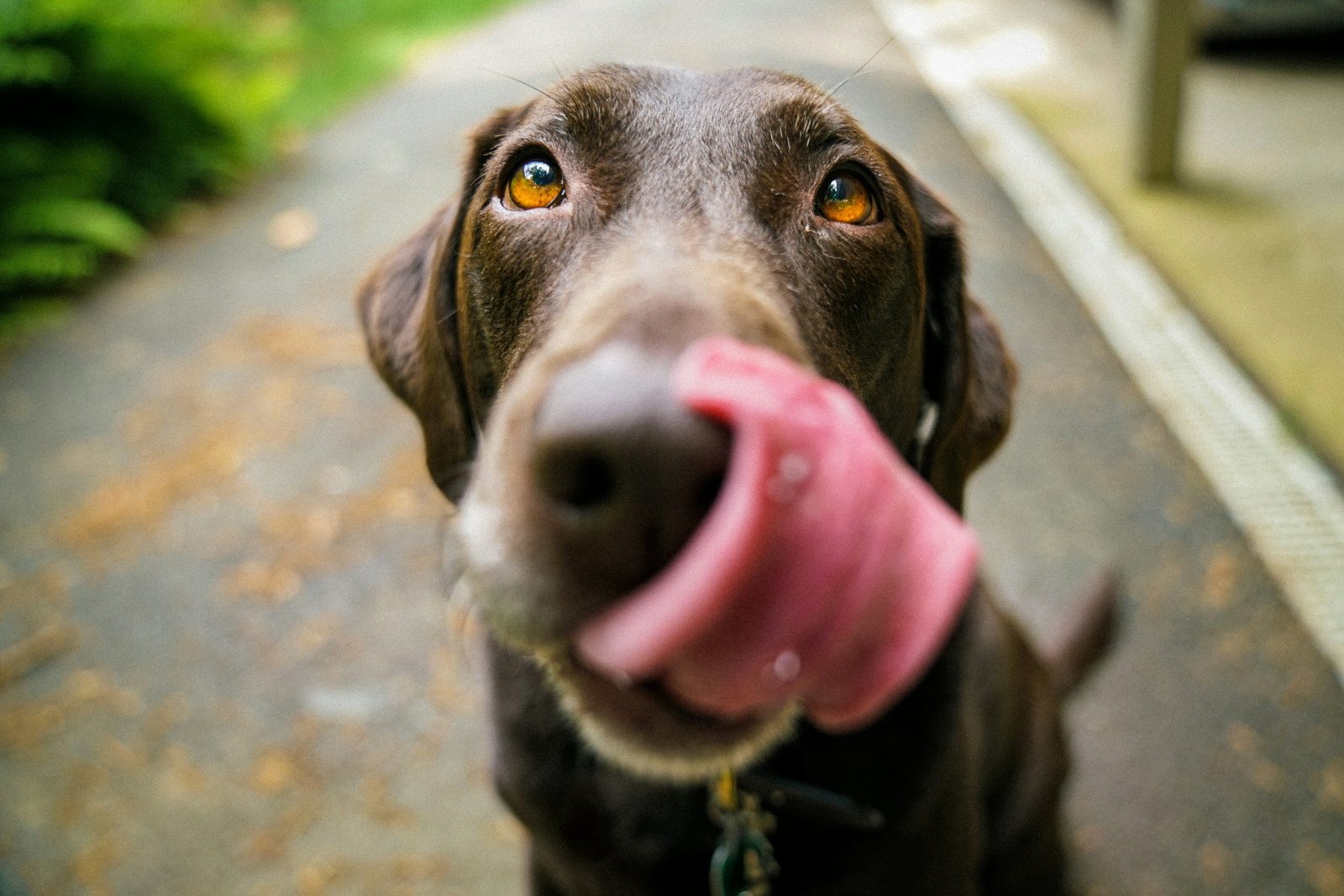 How Can I Volunteer to Help Animals in My Community?