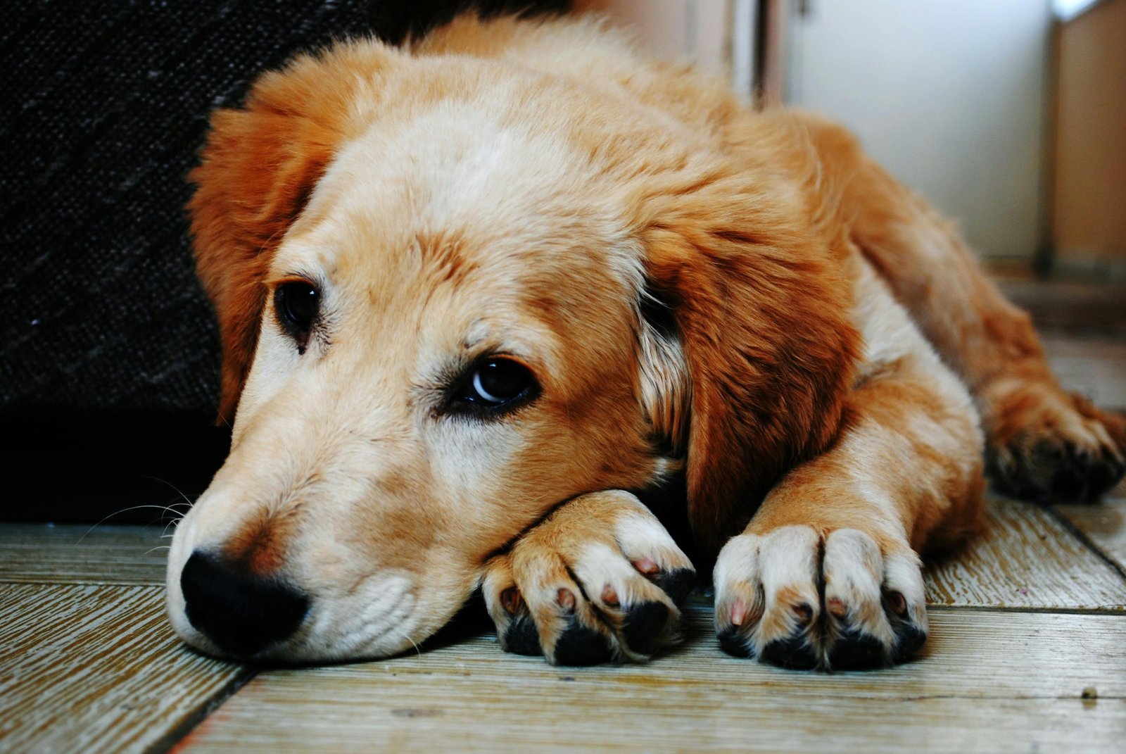 Why You Shouldn’t Buy a Pet from a Breeder