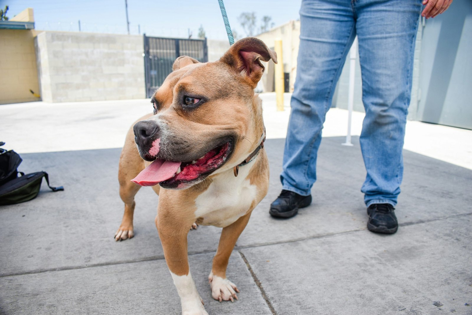 How to Spot a Responsible Animal Rescue