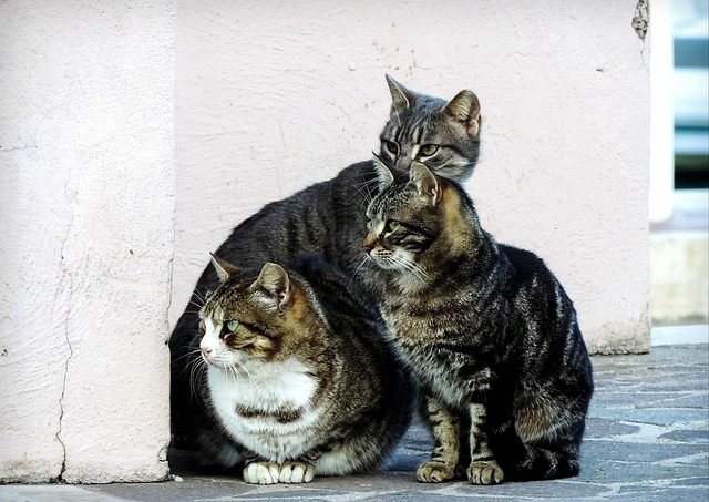 Whiskers in the Wild: The Story of Feral Cat Colonies