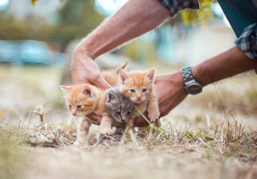 Why Is So Important to Spay or Neuter Your Pet?
