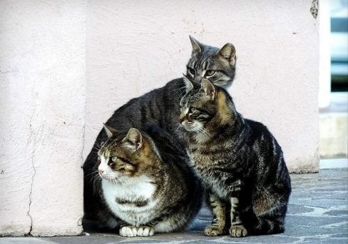 Whiskers in the Wild: The Story of Feral Cat Colonies