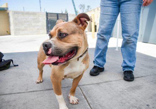 How to Spot a Responsible Animal Rescue