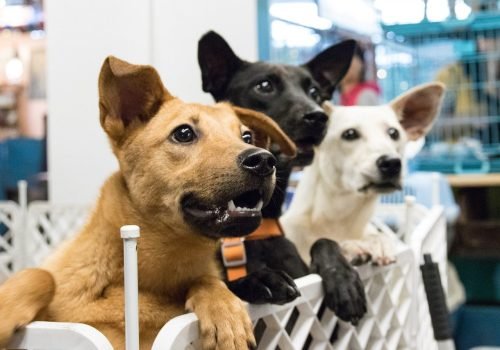 Don’t Shop, ADOPT