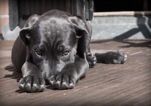 Why Sponsor an Animal