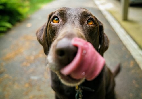 How Can I Volunteer to Help Animals in My Community?