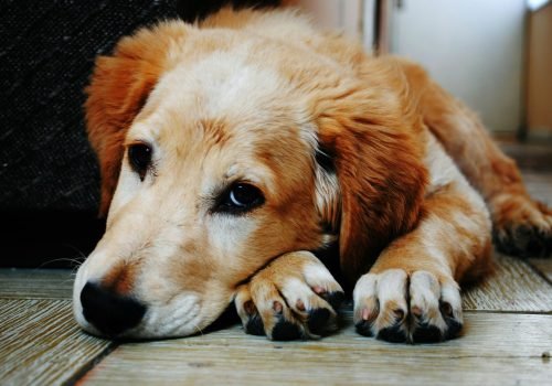 Why You Shouldn’t Buy a Pet from a Breeder